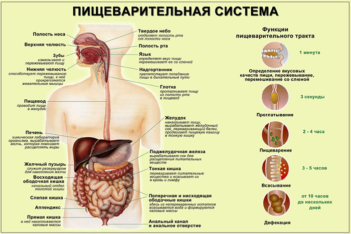 ПАРАЗИТИ, ГРИБИ І ЦВІЛЬ В ОРГАНІЗМІ ЛЮДИНИ