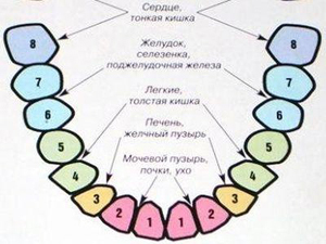 ЗУБИ – ВІДОБРАЖЕННЯ НАШОГО ЖИТТЯ І ХВОРОБ